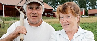 Yngve och Lena odlar potatis i liten skala