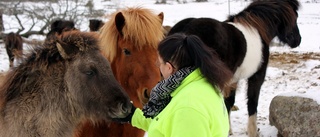 Carita har en hel flock islandshästar