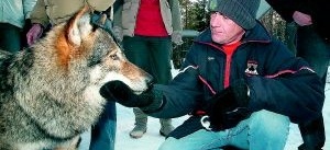 Vargarnas möte med riktiga vargar