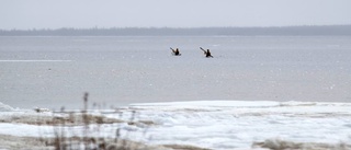 Stora naturvärden i norr