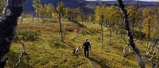 Färre jägare men bra med ripa