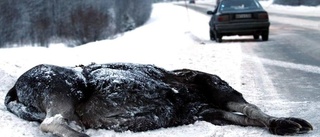 Varning för vilt i trafiken