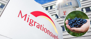 Migrationsverket polisanmäler bärföretaget Polarica för människohandel