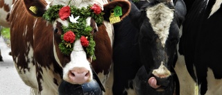 Kossorna blommar och snön börjar falla