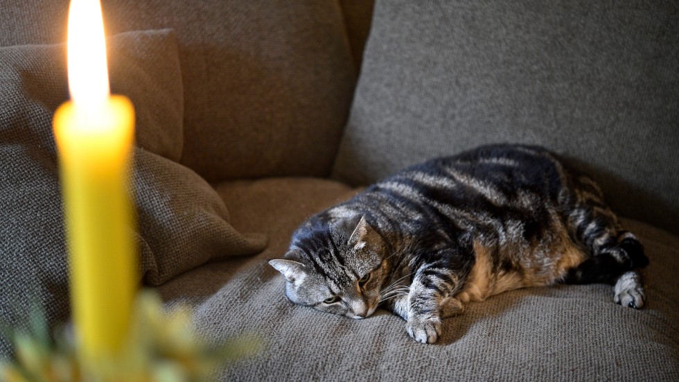 En kvinna menade att hennes knatt knuffat omkull tända ljus, som sedan startade en lägenhetsbrand. Katten på bilden har ingenting med katten i artikeln att göra.