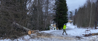 Rutten jättegran föll tungt och blockerade länsväg