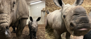 60 kilo tung krabat född på Kolmården