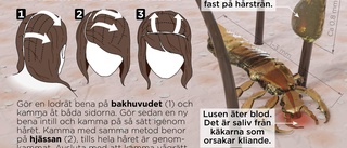 Högsäsong för lusen – så gör du