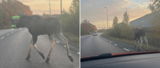 Älg stoppade trafiken utanför Solberga – sprang mitt framför buss