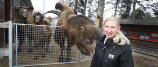 Trots besökstappet – miljonvinst igen för Parken zoo