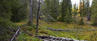 31 000 hektar fjällnaturskog skyddas i Norrbotten