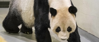 Älskad panda från Kina död i Taiwan