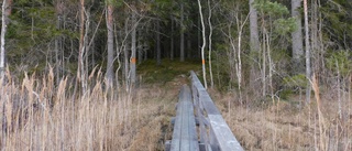 Här ska orkidéerna uppleva en ny vår • Tre nya naturreservat bildas i Östergötland