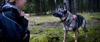 Avmaska hunden och slipp dvärgbandmask