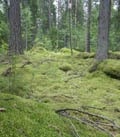 Nytt naturreservat vid Bruskebo