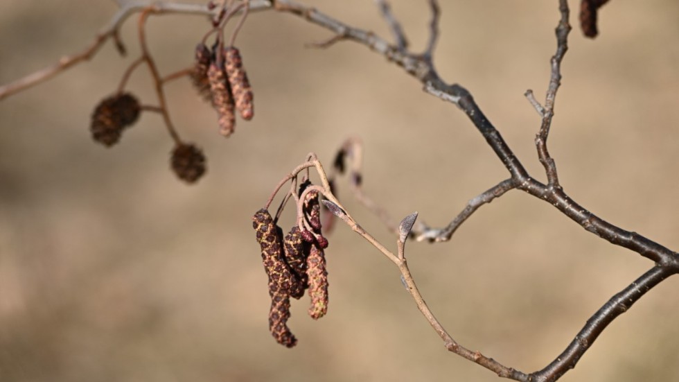 Nu har alen börjat blomma så smått, vilket ställer till problem för allergikerna. Bilden är från Gertrudsvik i Västervik.