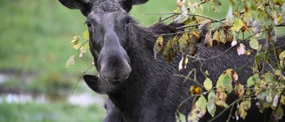 Naturen behöver inte jägarnas urval