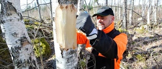 Döda träd ger nytt liv i skogen