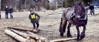 De bästa skogskörarna gjorde upp