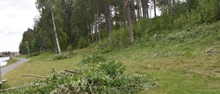 Därför röjer kommunen bort träd och snår