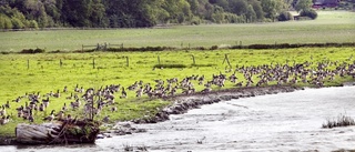 MP: Vi skyddar naturen bättre än andra