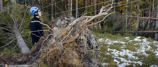 Många träd föll i västra Norsjö