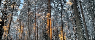 Läsarbilden: Vinterskog          