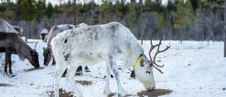 Rätt till jakt och fiske utreds • Utkastet sågas: "Oerhört kritisk" • Oro för fjällfisket • Fler stämningar kan vänta