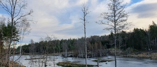 Rejäla tag krävs mot Östersjöns övergödning