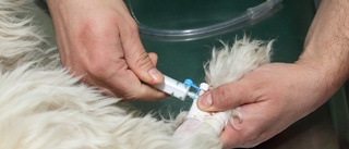 Veterinär i länet riskerar att mista legitimationen