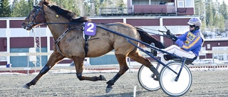 Startspåren är lottade till Bodentravets stora V75-fest