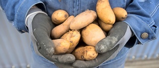 Blir det någon färsk mandelpotatis till surströmmingspremiären i år?