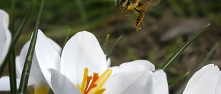 Brittiska växter blommar allt tidigare på året