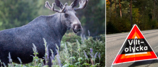 Två älgar påkörda på samma plats – körfält på E20 avstängt