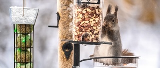 Läsarbilden: Hungrig ekorre   