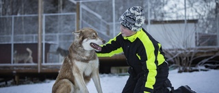 Cáppis årets bragdhund – räddade Alve ur vak