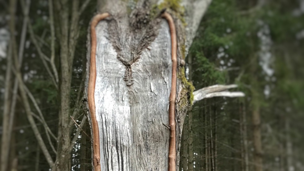 Södermanlands knasigaste träd återfinns i Bettna, och utses av Skogssällskapet. Bilden är tagen av Anneli Härell. 