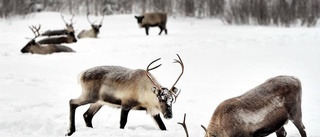 Jakten efter guld och koppar i naturreservat