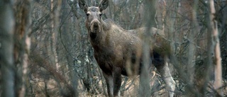 Jägare sköt en älg för mycket