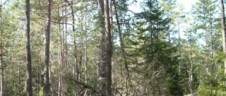 Skog bränns – för naturen.