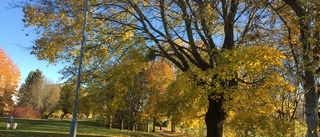 Så ska parken göras tryggare