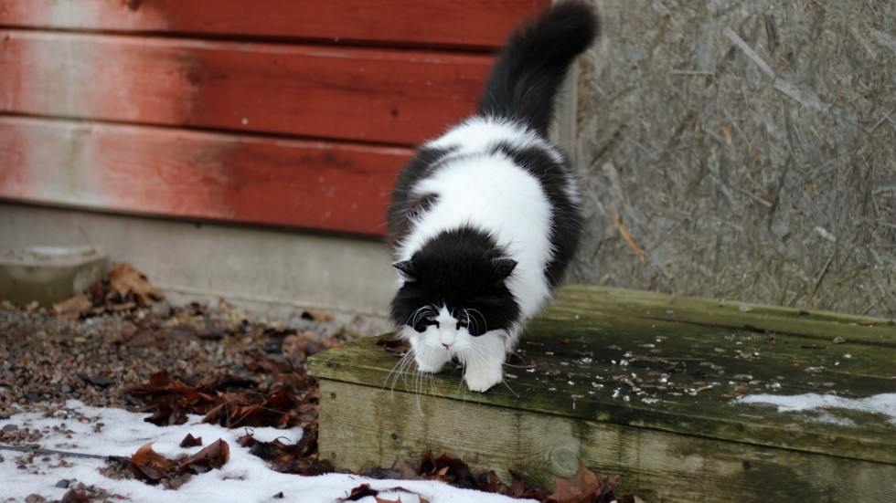 "Det var egentligen en ren slump att jag skaffade min första katt av rasen brittisk långhår. På bilden syns Super-Charlie, som är en katt av rasen brittisk långhår. 