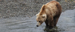 Externa jägare en regeringsfråga