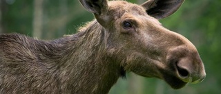 Vargen är en marodör i naturen