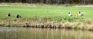 Finspångs golfklubb får avliva gäss