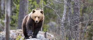 Fullföljer man jägarnas resonemang borde vi jaga ekorre också