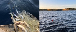 Jättestort beslag av nät • "Förbjudet fiske på kommersiell nivå"