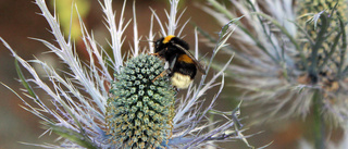 Läsarbilden: Flitiga pollinerare   