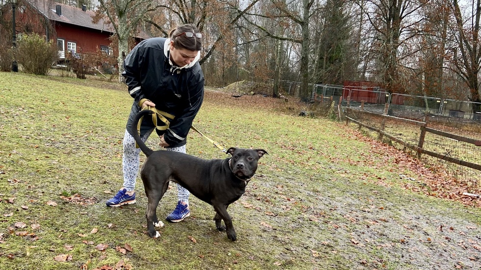 Maria Nyberg tycker att kamphundar är fantastiska hundar, men påpekar vikten av att ägaren behöver vara medveten om vad det innebär att ha en sådan hund. Hon tycker att man borde införa körkort på avel och köp av vissa hundraser.