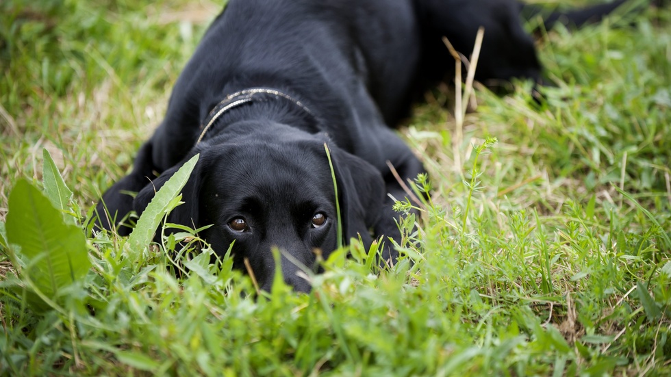 Nyårsafton - inget man ser fram emot närman har en skotträdd hund.